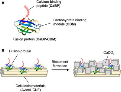 Combination of cellulose nanofiber and artificial fusion protein for biocementation